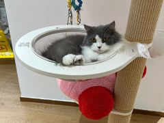 -1013 PET SHOP精品宠物商店(丁香店)