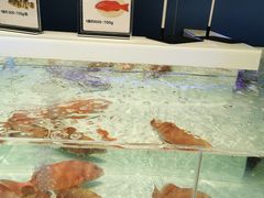 东星斑-盒马X会员店(上海森兰商都店)