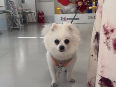 -喜多萌中农锦绣动物医院24H·猫科·牙科MRI·CT
