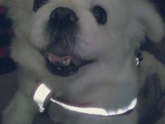 -爱侣宠医·鹦鹉专科·小型哺乳类·异宠专科(灵石路店)