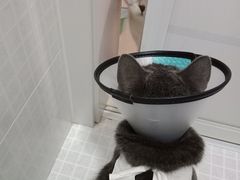 -关爱宠物医院·猫科中心·消化科(滨湖万达分院)