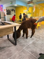 -神奇动物撸宠馆·羊驼·小浣熊·异宠(豫园店)