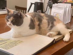 -有猫主题·治愈系猫咖(曾厝垵店)