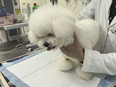 -联合动物医院(光谷诊疗中心)