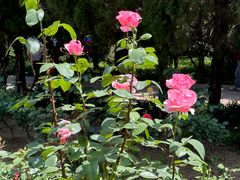 -洛阳市隋唐城遗址植物园