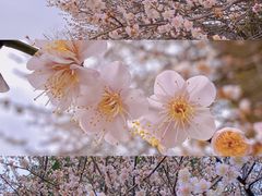 -国际非物质文化遗产博览园