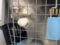 -瑞派康怡24h宠物医院·犬猫医疗中心·微创绝育(瑞景分院)