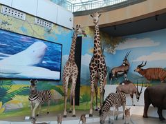 -陕西自然博物馆