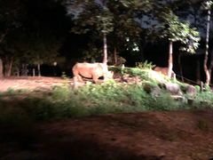 -清迈夜间动物园