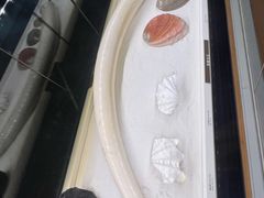 -上海自然博物馆