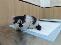 -米苏动物医院·犬猫专科·骨科外科内窥镜