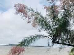 -吴淞炮台湾湿地森林公园烧烤区