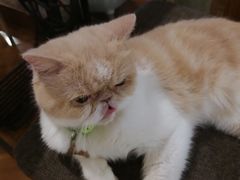 -喵园·猫主题咖啡厅·撸猫·猫咖(国贸店)