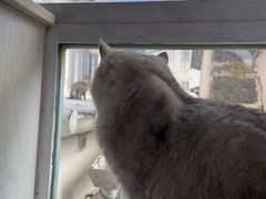 -喵屿·大理花园猫咖