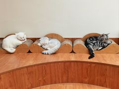 -有猫主题·治愈系猫咖(曾厝垵店)