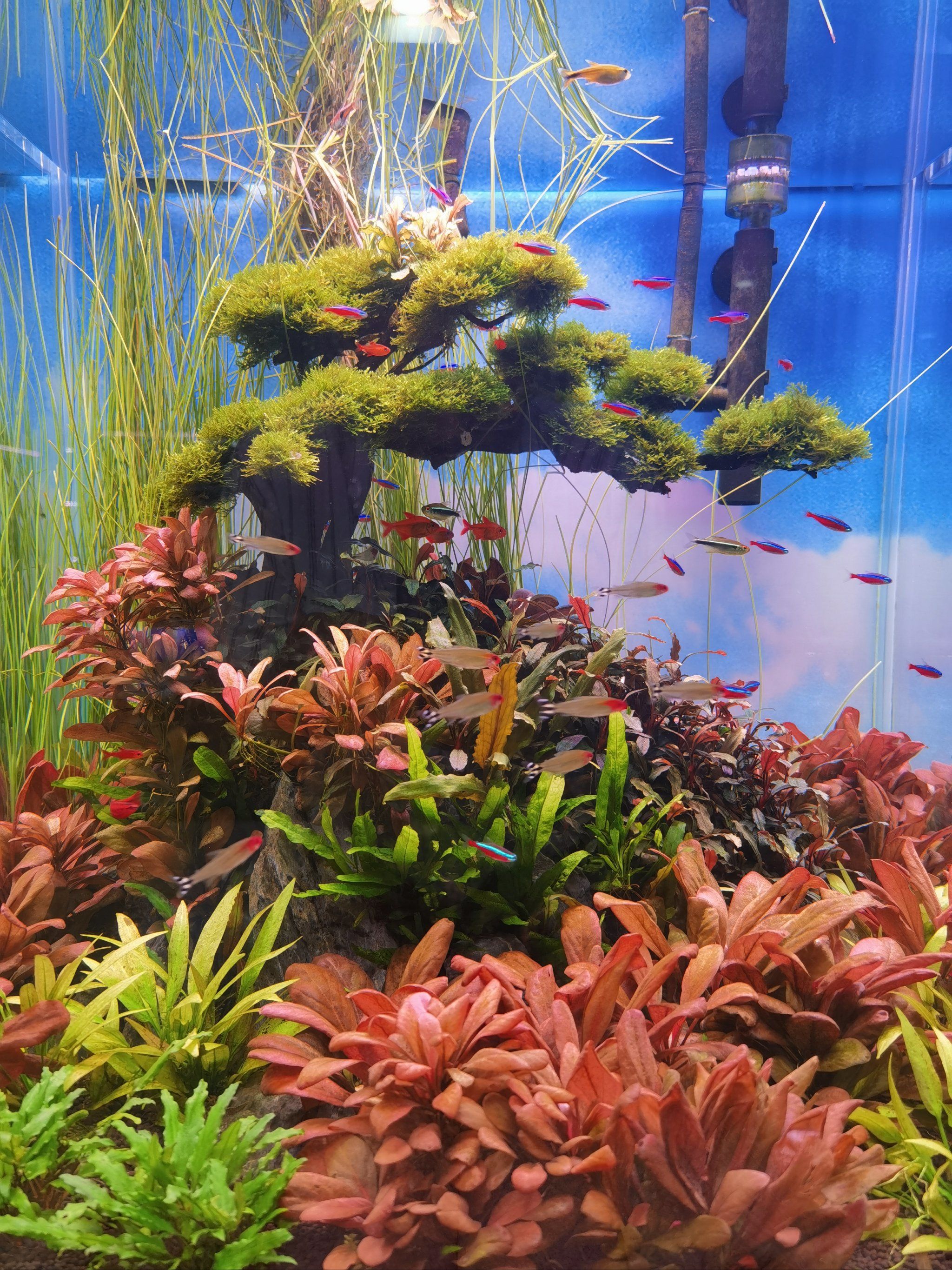 芳村新花鸟鱼虫大世界