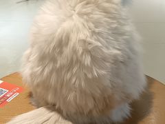 -藏猫猫咖啡主题馆(中央大道店)