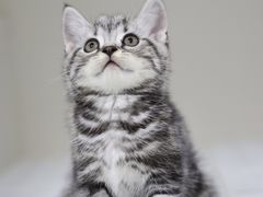 -lincat·猫舍(广州店)