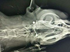 -读宠于你·约克夏比熊·睫角守宫·爬宠售卖(高新店)