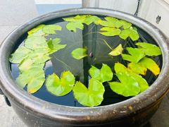-龙华素斋(龙华路店)