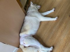 -Husky Go! 哈士奇体验馆·宠物咖啡厅狗咖