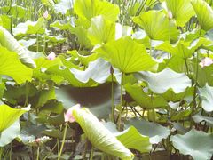 -洛阳市隋唐城遗址植物园