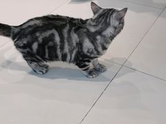 -怪兽屋·羊驼·猫咖·狗咖(俊华广场店)