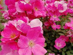 -大兴滨河森林公园