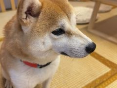 -柴迷FANS CLUB·柴犬狗咖·猫咖