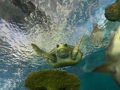 -上海海洋水族馆