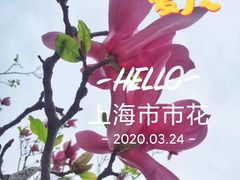 -新江湾城公园