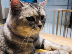 -啵啵喵·猫咖(攀华国际店)