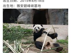 -都江堰中华大熊猫苑