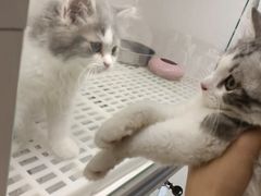 -lincat·猫舍(广州店)