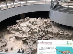 -自贡恐龙博物馆