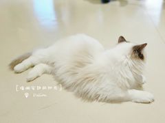 -藏猫猫咖啡主题馆(中央大道店)