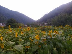 -牛背梁国家森林公园