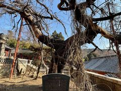 -泰山风景名胜区-普照寺