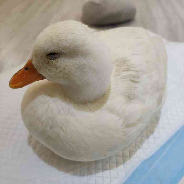 cute duck club·冲鸭俱乐部-"感谢抽中霸王餐～ 白白肥肥的鸭,手感很