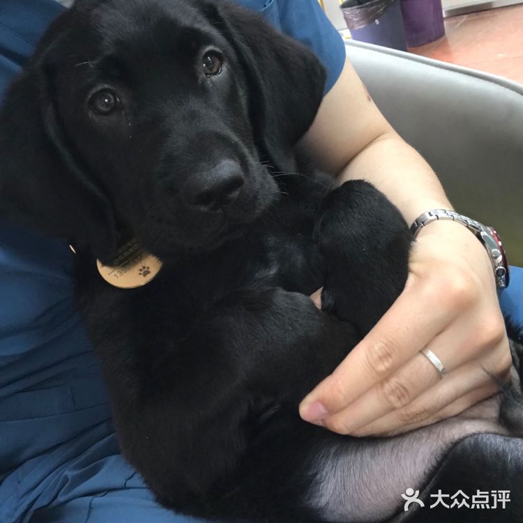 一家很好的宠物医院和一群很好的宠物医生