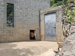 -都江堰中华大熊猫苑