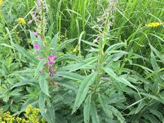 -白草畔自然风景区