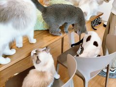 -有喵·猫咖·狗咖·30几只猫10只小狗(岗厦店)