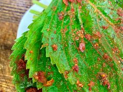 -西塔大冷面(市府大路店)