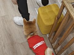 -柴迷FANS CLUB·柴犬狗咖·猫咖