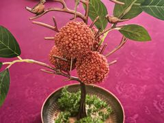 -金华安大酒楼·老牌潮菜·粤式茶点(东方国际店)