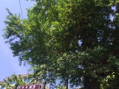 -藏龙百瀑风景区