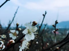 -香雪海