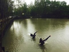 -溱湖国家湿地公园