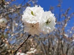 -天适樱花悠乐园